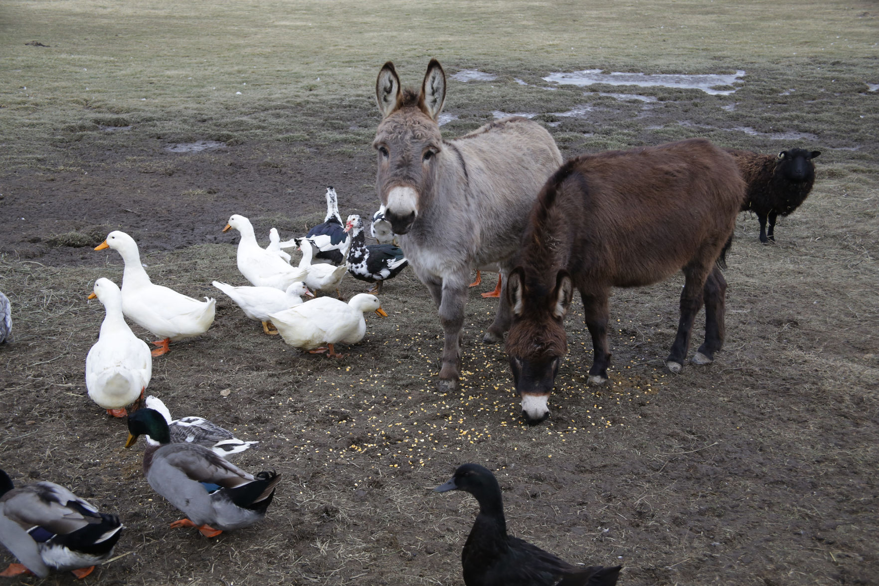 Erin's Farm animal sanctuary